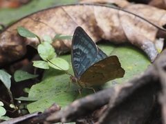 Euriphene barombina
