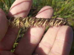 Holothrix scopularia