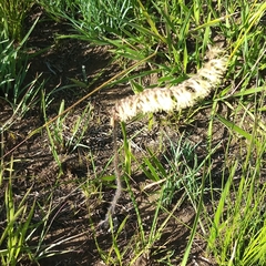 Holothrix scopularia