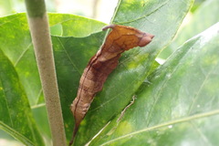 Oreta extensa