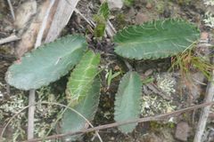 Alepidea capensis