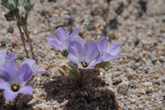 Linanthus parryae