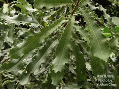 Macadamia ternifolia