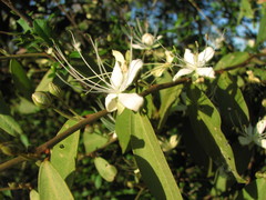 Capparis lasiantha