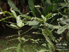 Macadamia ternifolia