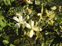 Capparis lasiantha