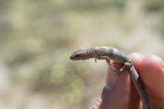 Xantusia vigilis