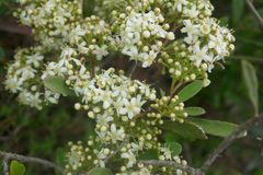 Gymnosporia elliptica