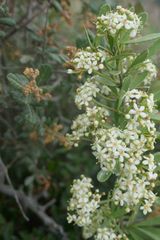 Gymnosporia elliptica