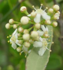 Gymnosporia elliptica