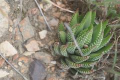 Haworthiopsis fasciata