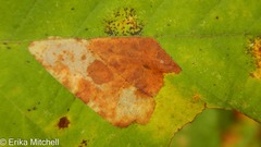 Cameraria betulivora