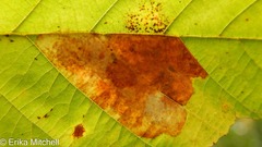 Cameraria betulivora