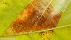 Cameraria betulivora