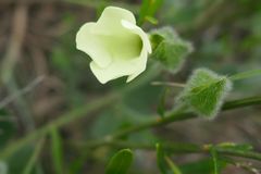 Thunbergia capensis