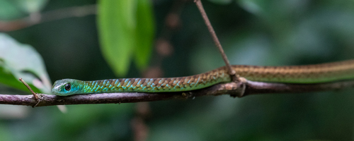 Hughes' Green Snake