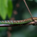 Hughes' Green Snake - Photo (c) Zein et Carlo, some rights reserved (CC BY-NC), uploaded by Zein et Carlo