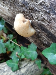 Crepidotus