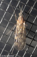 Sylvicola fenestralis