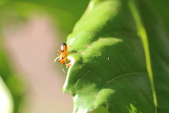Opisthopsis