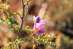 Solanum petrophilum