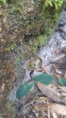 Chiloglottis gunnii