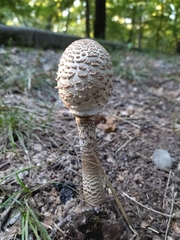 Macrolepiota procera