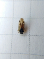 Harpocera hellenica