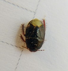 Microporus nigrita