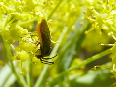 Sterictiphora angelicae