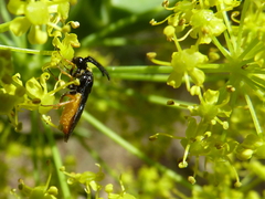 Sterictiphora angelicae