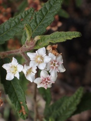Commersonia breviseta