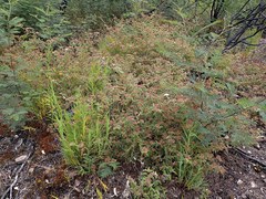 Commersonia breviseta