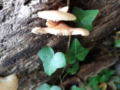 Crepidotus