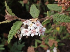 Commersonia breviseta