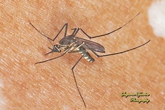 Armigeres subalbatus