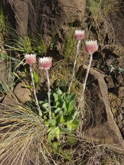 Helichrysum vernum