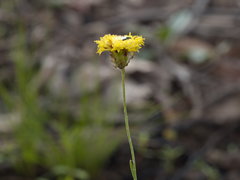 Leptorhynchos nitidulus