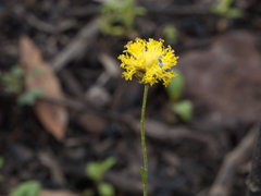 Leptorhynchos nitidulus