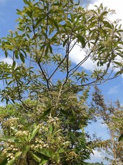 Tristaniopsis whiteana
