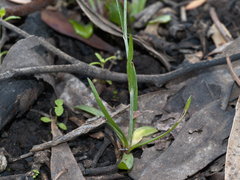 Leptorhynchos nitidulus