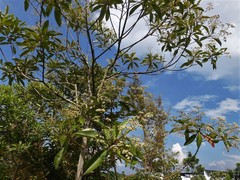 Tristaniopsis whiteana