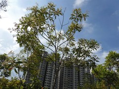 Tristaniopsis whiteana