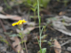 Leptorhynchos nitidulus