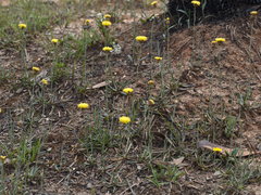 Leptorhynchos nitidulus