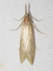 Donacaula sordidellus