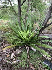 Asplenium australasicum