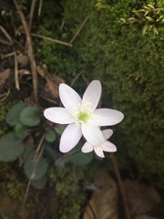Hepatica