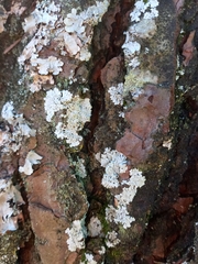 Physcia tribacioides