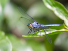 Chalcostephia flavifrons